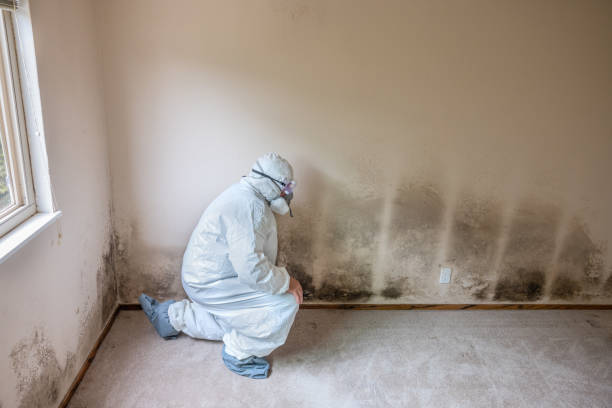 Best Mold Damage Restoration  in Jarrettsville, MD